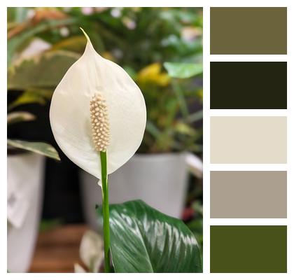 Flower Peace Lily Plant Image
